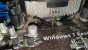 Update vom 16.02.2020: Foto von Idefix Windhund