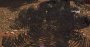 Dirt 5 Raytracing Schatten LOD2