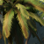 The Riftbreaker FSR Balanced cr