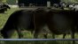 Farming Simulator 22 FSR 2.0 Ghosting