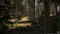 <strong>Unreal Engine 5: </strong>Beeindruckende Grafikdemo zeigt Nadelwald in drei Settings