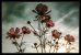 Update vom 10.12.2022: Foto von BlackFog