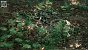 <strong>Unreal Engine 5.2:</strong> Techdemo Tropical Rainforest mit "verrücktem Detailgrad"