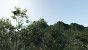 Wald-Rendering mit 1 Billion Dreiecken.