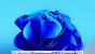 Windows 12 (3)
