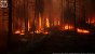 UE5.2 Burned Dead Forest Nanite (6)