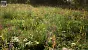 <strong>Unreal Engine 5.4:</strong> Techdemo zeigt "erstaunlichen" Birkenwald in Echtzeit (4)