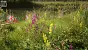 <strong>Unreal Engine 5.4:</strong> Techdemo zeigt "erstaunlichen" Birkenwald in Echtzeit (5)
