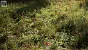 <strong>Unreal Engine 5.4:</strong> Techdemo zeigt "erstaunlichen" Birkenwald in Echtzeit (7)