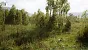 <strong>Unreal Engine 5.4:</strong> Techdemo zeigt "erstaunlichen" Birkenwald in Echtzeit (8)