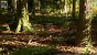 <strong>Unreal Engine 5.4:</strong> Techdemo zeigt "erstaunlichen" Birkenwald in Echtzeit (12)