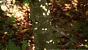 <strong>Unreal Engine 5.4:</strong> Techdemo zeigt "erstaunlichen" Birkenwald in Echtzeit (14)