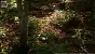 <strong>Unreal Engine 5.4:</strong> Techdemo zeigt "erstaunlichen" Birkenwald in Echtzeit (16)