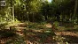 <strong>Unreal Engine 5.4:</strong> Techdemo zeigt "erstaunlichen" Birkenwald in Echtzeit (17)