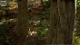 <strong>Unreal Engine 5.4:</strong> Techdemo zeigt "erstaunlichen" Birkenwald in Echtzeit (19)