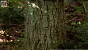 <strong>Unreal Engine 5.4:</strong> Techdemo zeigt "erstaunlichen" Birkenwald in Echtzeit (20)