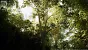 <strong>Unreal Engine 5.4:</strong> Techdemo zeigt "erstaunlichen" Birkenwald in Echtzeit (21)