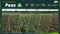 Erbsen und Bohnen sind zwei von mehreren neuen Fruchtsorten im Landwirtschafts-Simulator 25 und was es zu der zu wissen gibt, haben wir zusammengefasst. (2)