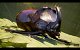 Empire of the Ants Aufmacher