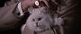 Donald Pleasence als Ernst Starvo Blofeld in "Man lebt nur zweimal" - mit Perserkatze.&nbsp;