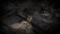 Darkwood 2 (5)