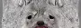 ROTTR Standard AI Texture