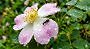 RyzA: Ameise auf Blüte mit Regentropfen. User-Antwort: "Könnten glatt Fotos aus meinem Garten sein. Wie real und sauber die KI das inzwischen hinbekommt".