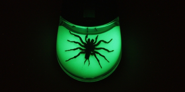Diese Maus bietet eine tote Spinne im Plastik.