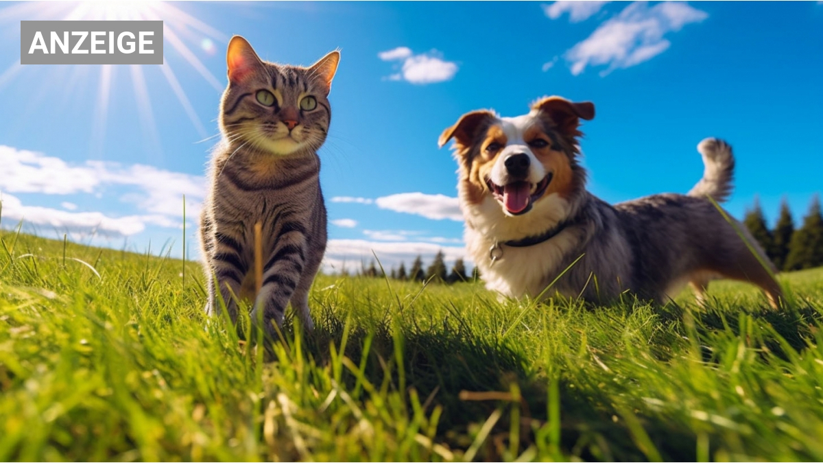 Katze An Hund Gewohnen Martin Rutter