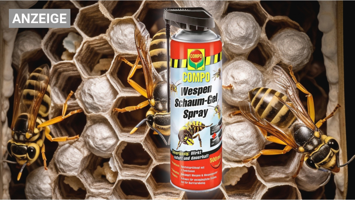 Hilft gegen Wespen - Schaum-Gel-Spray von Compo: Amazon-Bestseller Nr. 1  jetzt mit 24 % Rabatt